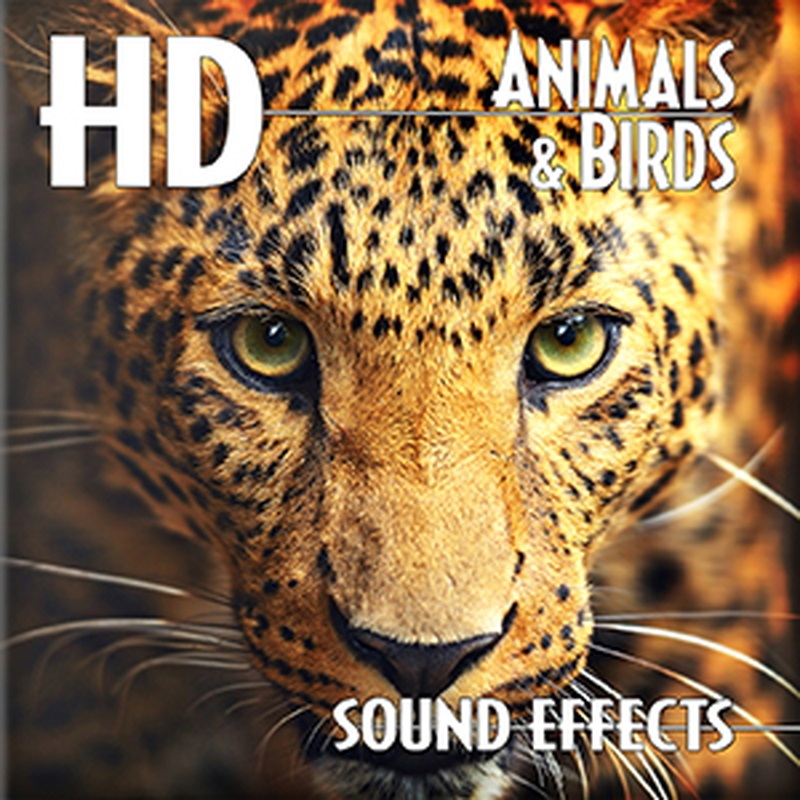 SOUND IDEAS HD ANIMALS BIRDS(オンライン納品)(2時間以内に納品)
