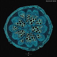 MOLECULAR NOISE