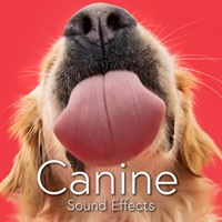 CANINE SOUND PACK(オンライン納品)(2時間以内に納品)