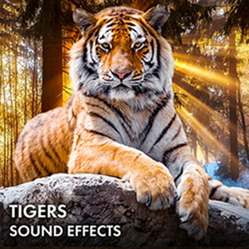 SOUND IDEAS TIGERS SOUND EFFECTS(オンライン納品)(2時間以内に納品)