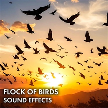 SOUND IDEAS Flock of Birds Sound Effects (鳥の群れ)(効果音)(オンライン納品)(2時間以内に納品)