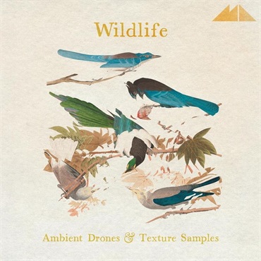 MODEAUDIO Wildlife (フィールドレコーディング)(ドローン)(アンビエントサウンド)(サンプルパック)(オンライン納品)(2時間以内に納品)