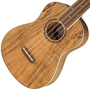 Fender Acoustics 【数量限定特価】【新楽器応援セール】 ZUMA EXOTIC CONCERT UKULELE (Spalted Maple) フェンダー 画像2