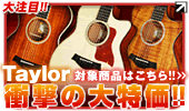 【Taylor 衝撃の大特価 最大50%OFF！】